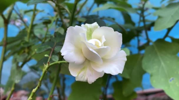 Closeup Shot White Rose Blooming Garden — Video
