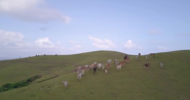 Drone Footage Herd Cows Walking Meadow Mountainous Area — 비디오