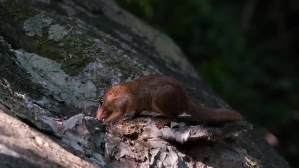 Facing Right Eating Something Cavity Rock Face Northern Treeshrew Tupaia — Vídeo de stock