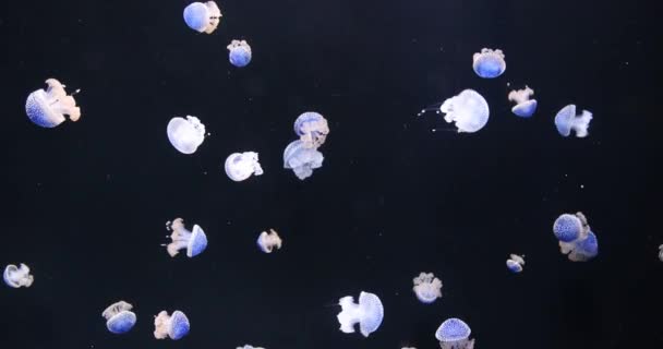 Meduzele Înoată Acvariu — Videoclip de stoc