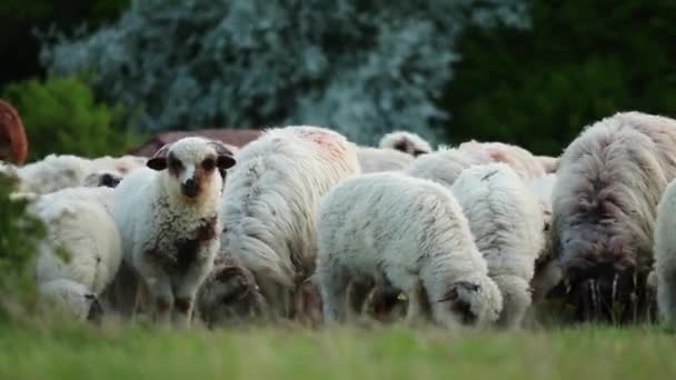 Scenic View Herd Sheep Grazing Green Hill Trees — Vídeo de stock