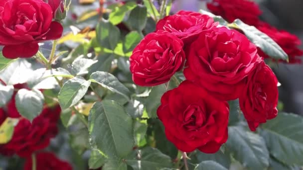 Primer Plano Rosas Rojas Jardín Ligeramente Alejado Del Soplo Del — Vídeo de stock