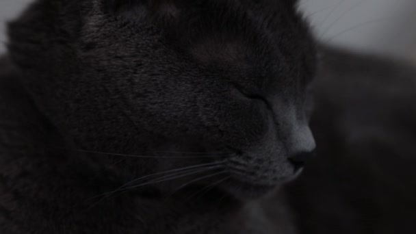 Closeup Shot Tired Gray British Shorthair Cat — Stok video