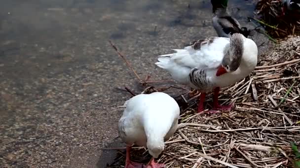 Two Cute Geese Perched Shore Lake Preening Themselves — Stockvideo