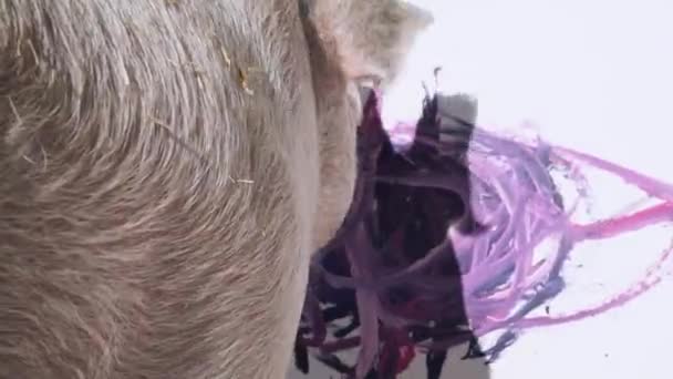 Closeup View Pig Smearing Purple Paint Tongue — Stockvideo