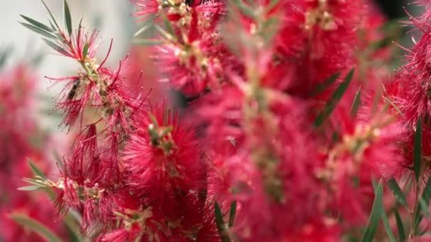 Closeup View Bottlebrushes Bees Flying — Video