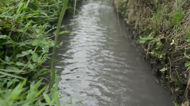 Time Lapse Small Water Stream Creek — Stok video