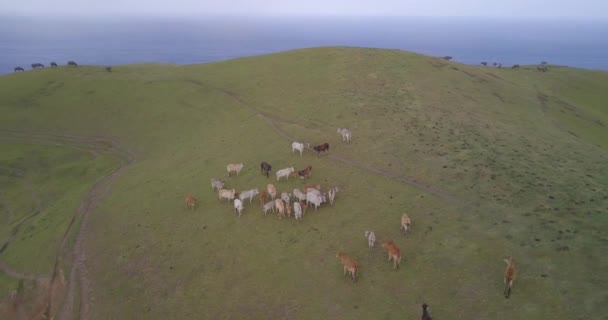 Drone Footage Herd Cows Meadow Mountainous Area — 비디오