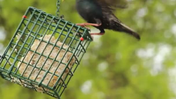 Closeup Black Starling Bird Perched Suet Feeder Eating — Vídeos de Stock
