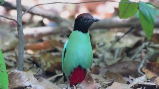 Oiseau Pitta Capuchon Vert Avec Cloche Rouge — Video