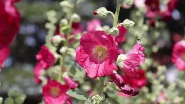 在花园里的一朵粉红色芙蓉花的特写 — 图库视频影像