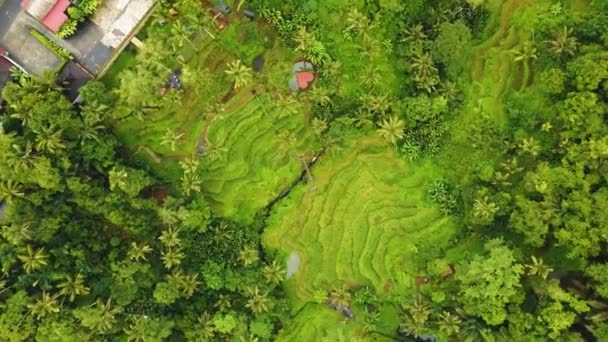Amazing Aerial Top View Palm Trees Green Grass Ubud Bali — Video Stock