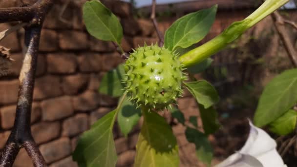 Jackfruit Artocarpus Heterophyllus Growing Tree — Vídeo de stock