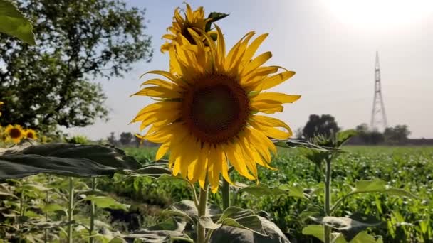 View Blooming Sunflower Background Greenery Field — 비디오