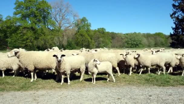 Flock Sheep Runs Graze Green Meadow — Stockvideo
