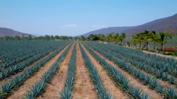 Blå Agave Plantage Fält För Att Göra Tequila Antenn Utsikt — Stockvideo