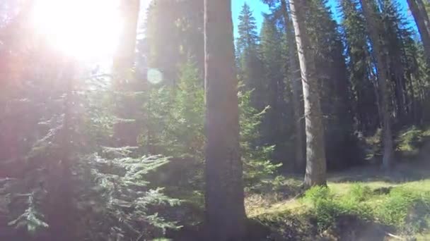 Closeup Girl Running Forest Daylight — 비디오