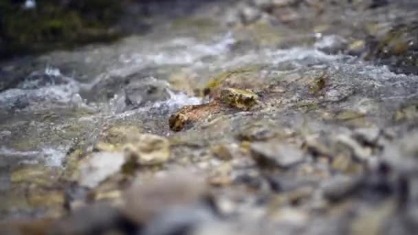 Closeup Shot River Flowing Rocks — Stok video
