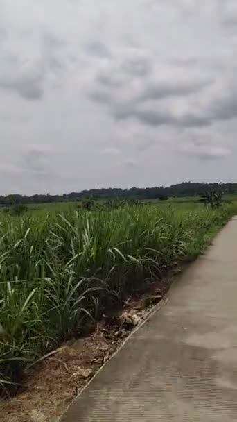 Vertical Bike Ride Narrow Road Surrounded Green Fields Cloudy Day — 비디오