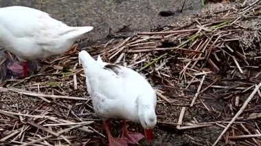feeding geese on the shore of a lake