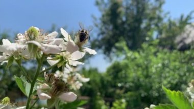 A closeup of a bee collecting pollen from a flower