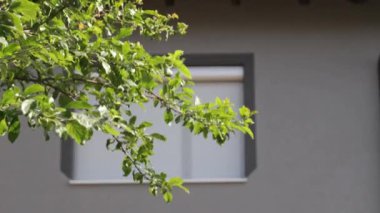 A closeup shot of the branches of the tree with green leaves against a gray house