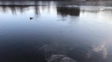 Duck on the frozen lake in Ukraine