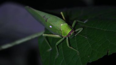 Gecenin bir yarısı geniş bir yaprağın üzerinde Katydid, Tettigonidae, Tropikal Böcek, Tayland