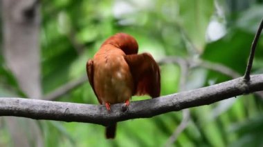 Ağaçta tüneyen lanet Kingfisher kuşu.