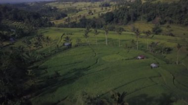 Yeşil tarlalar ve gün içinde de hurma ağaçları...