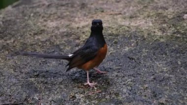 Seen at a waterhole in the forest while the camera tilts to capture, White-rumped Shama Copsychus malabaricus, Thailand.