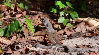 Yaygın Kelebek Kertenkelesi - Leiolepis göbeği boşalıyor