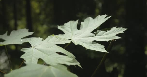 Closeup Green Leaves Swaying Wind Forest — Stock Video