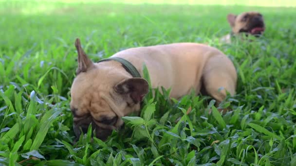 Two French Bulldogs Green Field — Vídeo de Stock