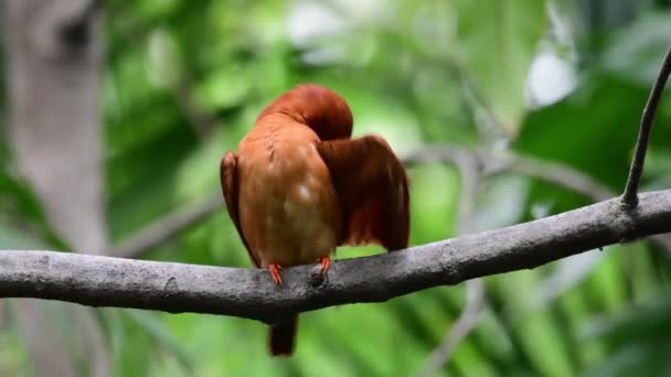 Ruddy Kingfisher Πουλί Σκαρφαλώνει Ένα Δέντρο — Αρχείο Βίντεο