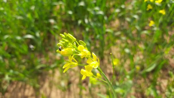 一只蜜蜂坐在一朵黄色的花上的高音喇叭 — 图库视频影像