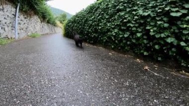 A view of a beautiful black cat running along the road with bushes and trees from both sides