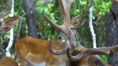 A beautiful shot of group of deer with trees in the jungle under the sunlight