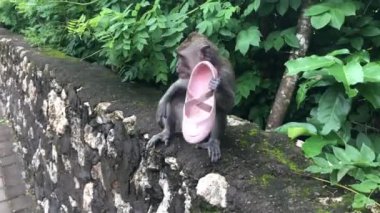 A closeup of a monkey on a sidewalk in a park