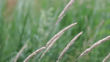 Rüzgarla savrulup giden phragmitlerin yakın çekimi.