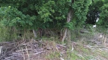 EPA Narragansett RI 'nin keçileri istilacı bitki türlerini yiyorlar.