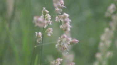 Rüzgâr tarafından savrulan phragmites australis otlarının yakın çekimi.