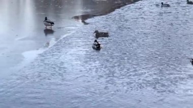 Duck walking on tiny ice in the evening