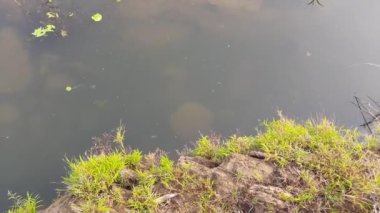 A calm river surrounded by rocks and plants