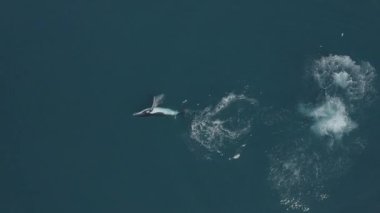 An aerial slow-motion of a giant Dolphin swimming near the surface in the clear water