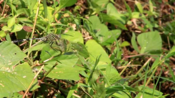 Βίντεο Δραστηριότητα Εντόμου Λιβελούλας Σκαρφαλώνει Στο Γρασίδι Πράσινο Φόντο Κατάλληλο — Αρχείο Βίντεο