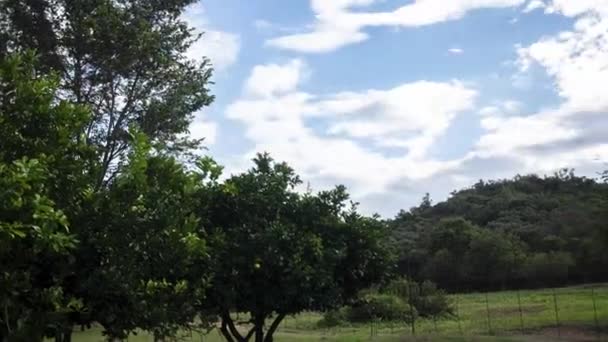 Time Lapse Footage Savanna Africa Green Wild Nature — Vídeo de Stock