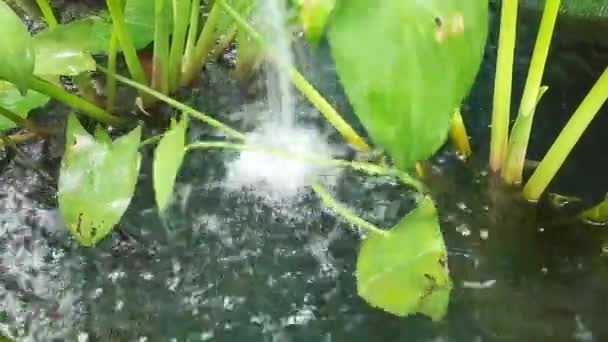 Fluxo Água Plantas Tropicais — Vídeo de Stock
