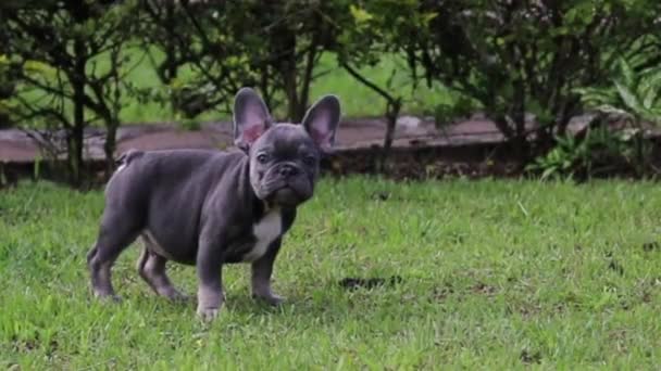 Closeup French Bulldog Puppy Garden — Stock Video
