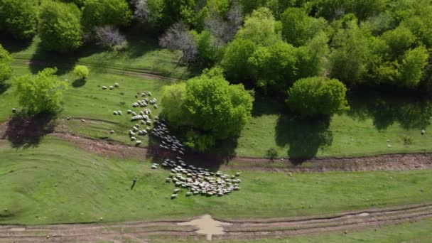 Aerial View Green Landscape Dense Trees Herd Sheep Lori Armenia — 비디오